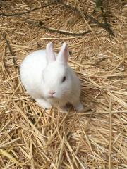 unsere Hasen