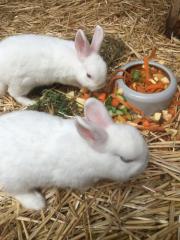 unsere Hasen